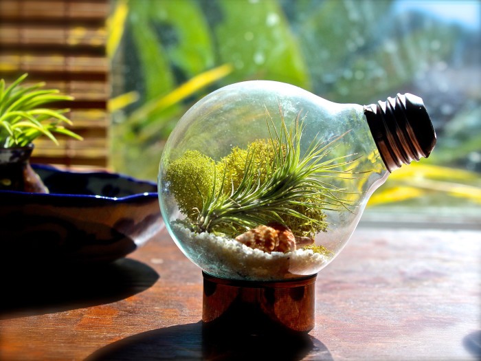 Create meme: a terrarium made of a light bulb, florarium in a light bulb, a terrarium in a light bulb