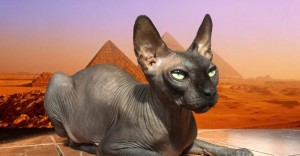 Create meme: cat Sphynx, Sphynx, Sphinx