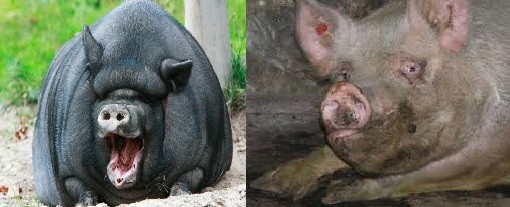 Create meme: big pigs, pig , boar 