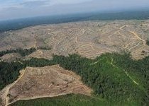 Create meme: deforestation, deforestation in malaysia, deforestation by Chinese photo