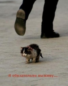 Create meme: homeless animal, cats, homeless animals