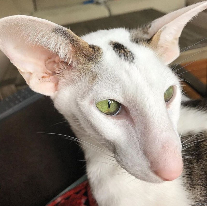 Create meme: big-eared cat breed Oriental, the Georgian cat is an Oriental breed, breed oriental dobby