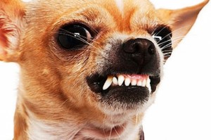 Создать мем: зоопсихолог, агрессивный пес, small dog