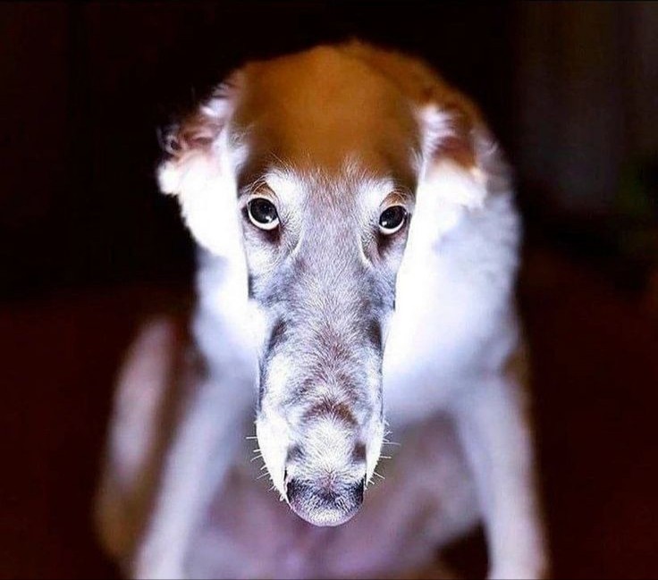 Create meme: russian greyhound nose, greyhound eris dog, russian greyhound dog