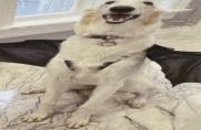 Create meme: samoyed, samoyed dog, dog 