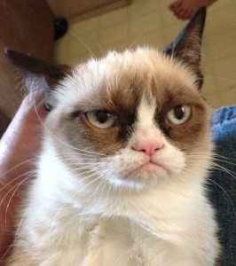 Create meme: the most Snuffy cat ever, grumpy cat, gloomy cat