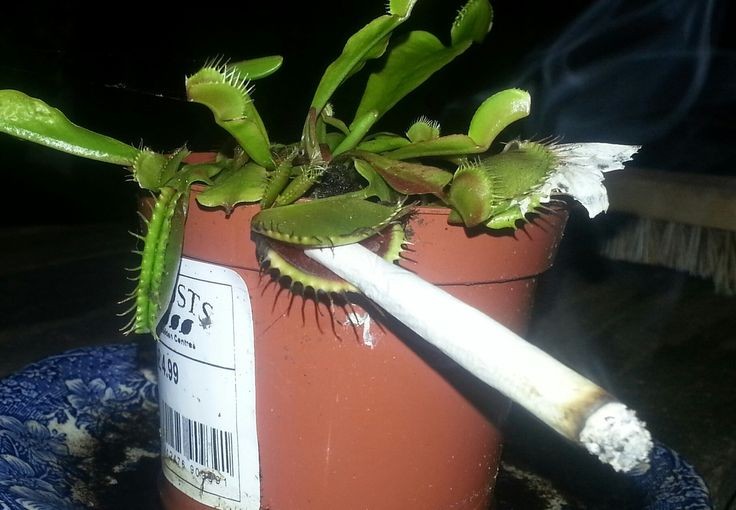 Create meme: Venus flytrap, flower venus flycatcher, plant venus flycatcher