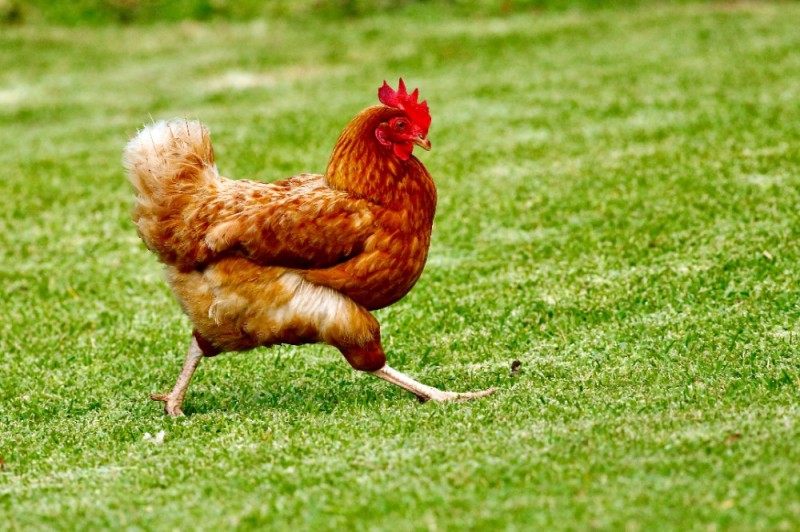 Create meme: chickens laying hens, chicken , red hen