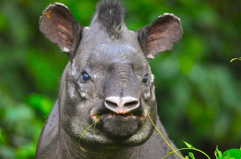 Create meme: animal tapir, Sumatran Rhino, The tapir beast