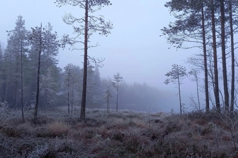 Create meme: karelia forest fog, the forest is overcast, forest 