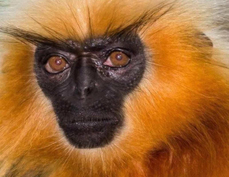 Create meme: golden langur, golden langur, The golden langur monkey