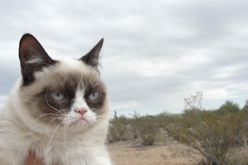 Create meme: cat sad , unhappy cat , gloomy cat