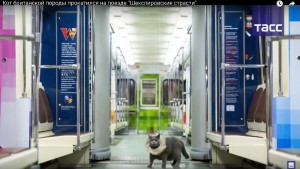 Create meme: the metro cars Moscow photo 2018, British cat in the subway, subway train