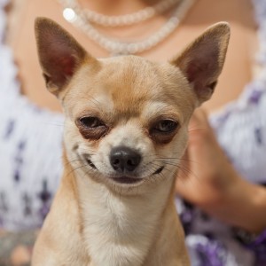 Create meme: caring for a Chihuahua, Chihuahua, Chihuahua dog