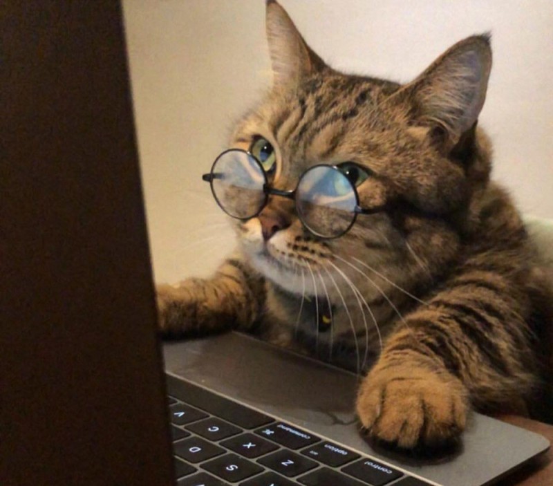 Create meme: cat , the cat is behind the computer, smart cats