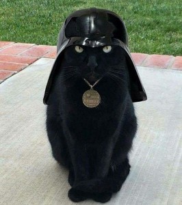 Create meme: Darth Vader, cat catwater, cat Darth Vader
