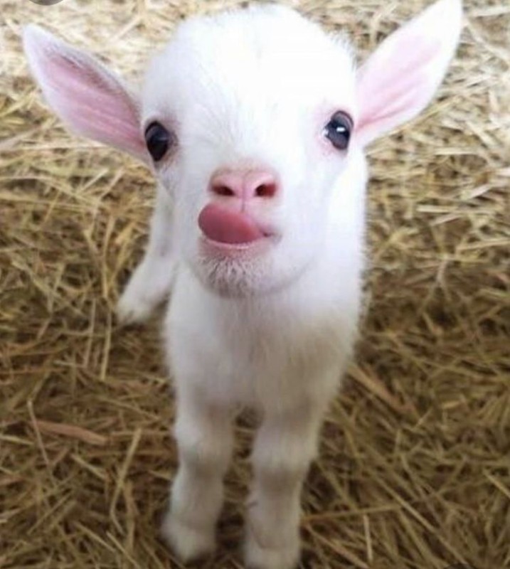 Create meme: little goat, a newborn baby goat, beeeeeee