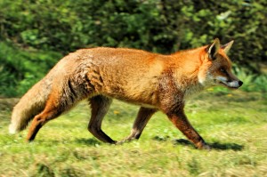Create meme: the red Fox, biology, red Fox