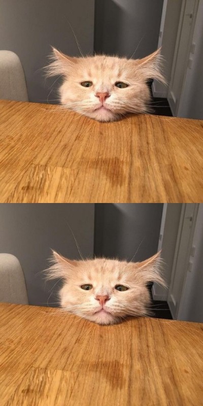 Создать мем: котэ, рыжий кот мем, кот грустный
