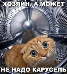 Создать мем: коты, котейка, кошки