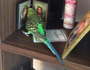 Create meme: EJTN EJTN parrot, parrot prays, Jesus