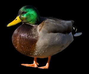 Create meme: Mallard, Mallard duck, duck