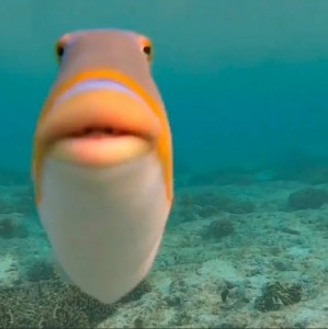 Создать мем: рыба которая говорит чё за, рыба, рыба в воде мем