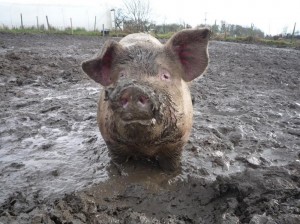 Создать мем: гигантская свинья, грязный поросенок, чушка свинья
