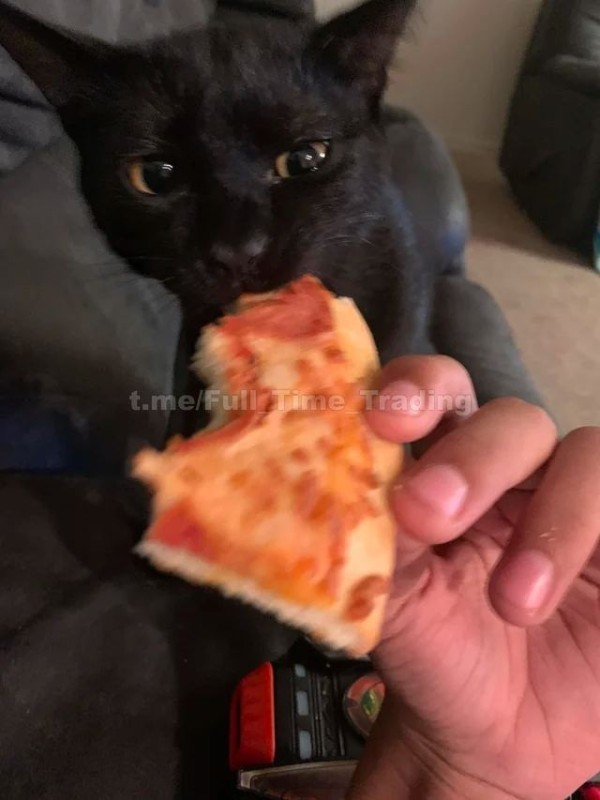 Create meme: pizza , cat , cat 