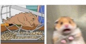 Create meme: hamster, a scared hamster meme, a scared hamster