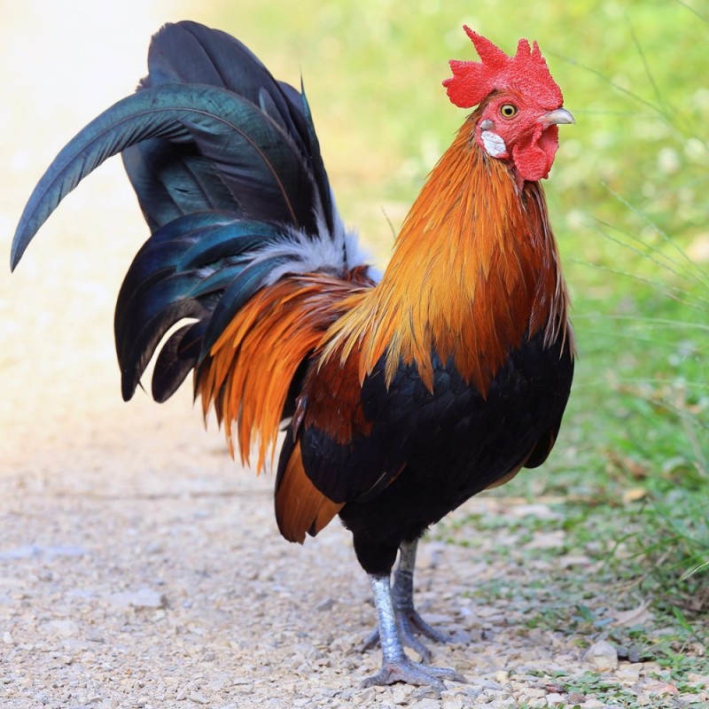 Create meme: rooster rico, rooster , beautiful cock 