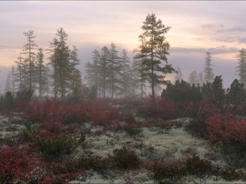 Create meme: picturesque landscapes, larch in the forest tundra, nature of the North