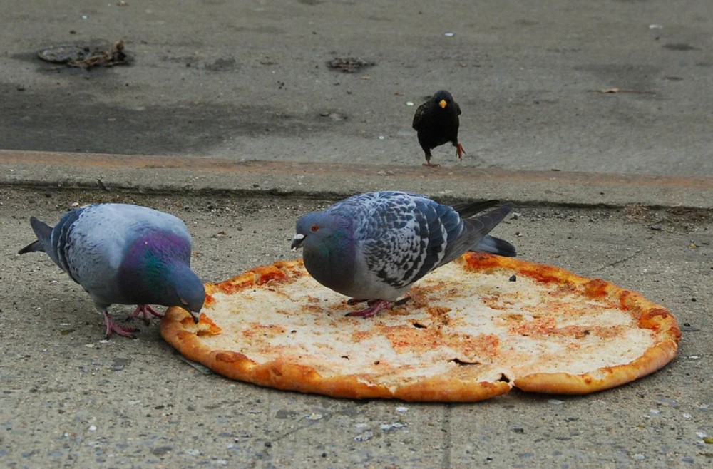 Qué comen las palomas