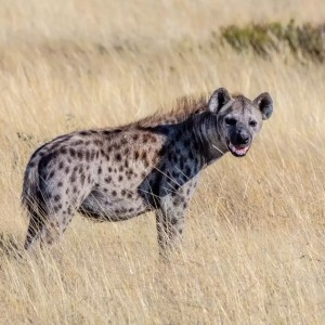 Create meme: hyena