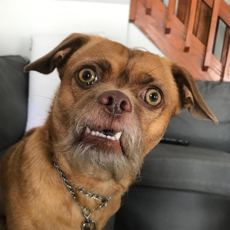 Create meme: dog with bulging eyes, funny dog face, dog 