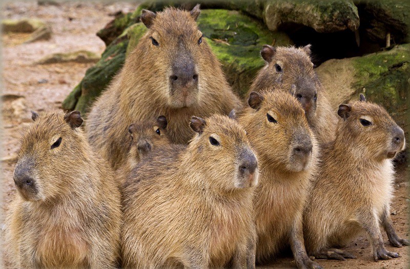 Create meme: black capybara, capybara mainland, a pet capybara