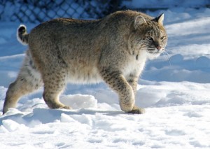 Create meme: lynx, mammals, lynx