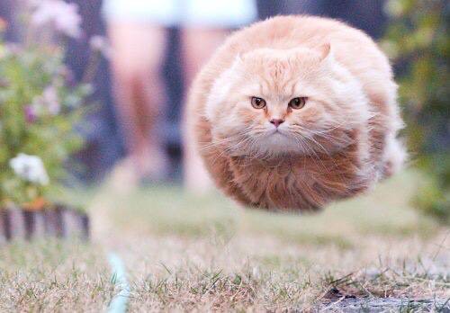 Create meme: cat , cat , the round cat is flying