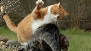 Create meme: cat, cat hits the cat, cats