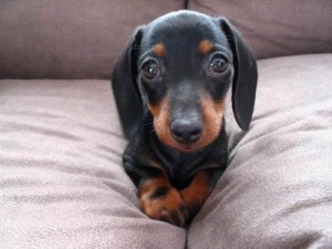 Create meme: Dachshund, dog, dog