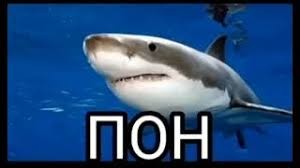 Create meme: shark meme, shark Stingray, shark 
