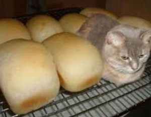 Create meme: cat bread, hlep cat, cat bread meme