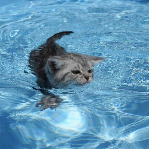 Создать мем: белый кот плавает, кошка в воде, кот плывет