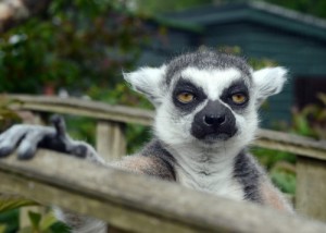 Create meme: lemur-2 davewilson, zoo, funny lemur