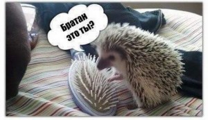 Создать мем: юмор, hedgehog, ежи