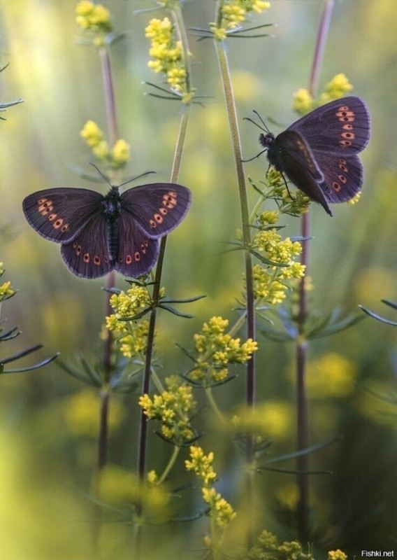 Create meme: the black-haired Ethiopian butterfly, Erebia kindermann butterfly, butterfly chernushka ligeia