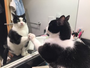 Создать мем: кот любуется собой в зеркале, кошка в зеркале, кошка