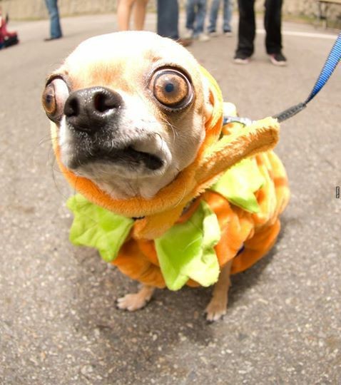 Create meme: dog with bulging eyes, chihuahua is evil, Chihuahua dog