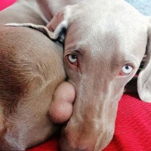 Create meme: Weimaraner dog, the Weimaraner