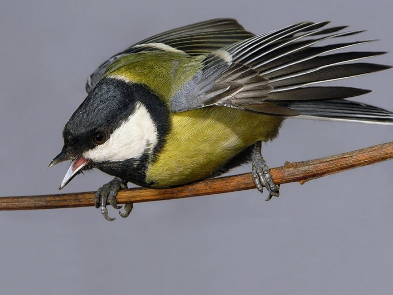 Create meme: tit lazorevka, common tit, great tit